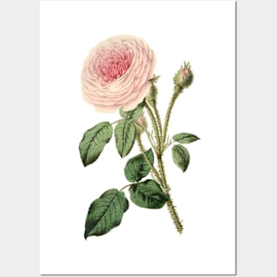 Pink Rose Flower Vintage Botanical Illustration Posters and Art